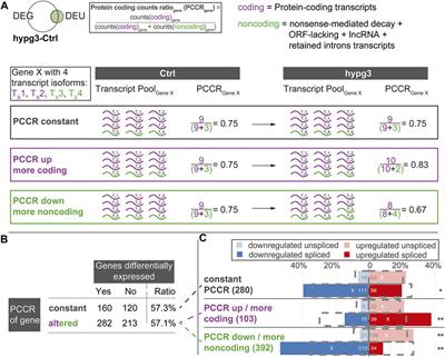 Post-Transcriptional Dynamics is Involved in Rapid Adaptation to Hypergravity in Jurkat T Cells